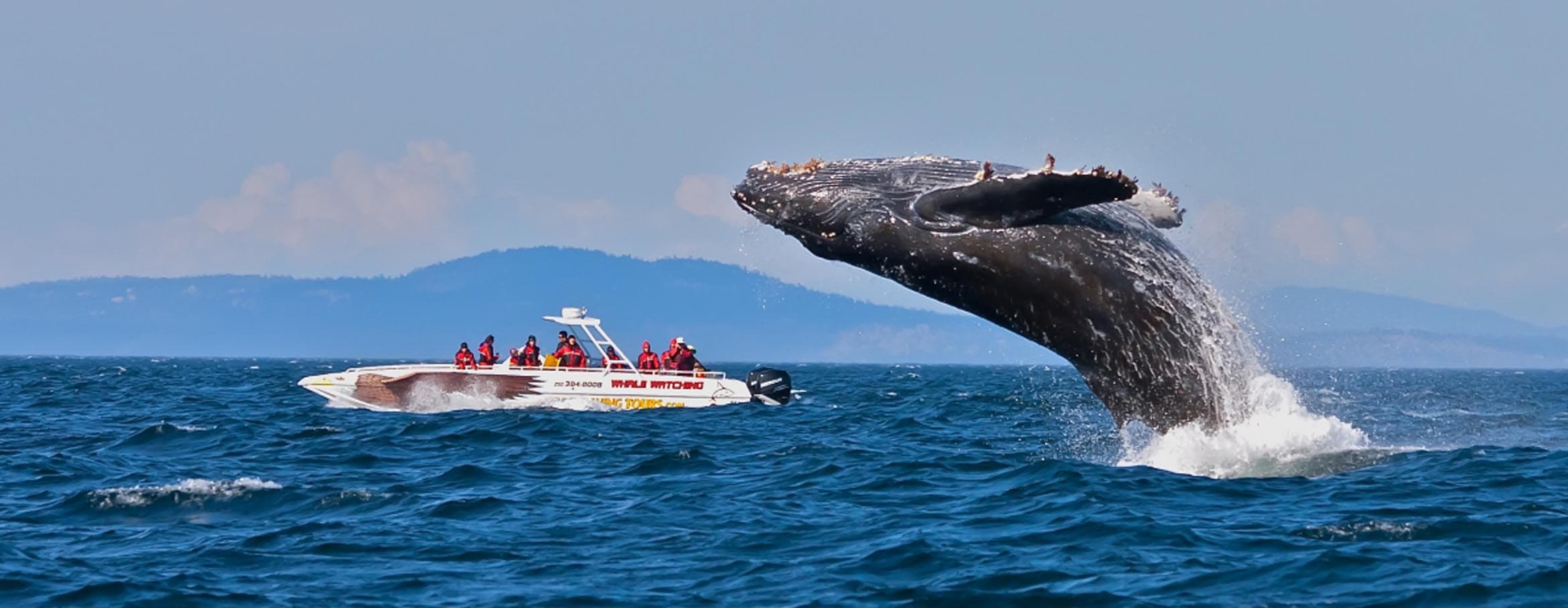 Whale Watching – Mirissa