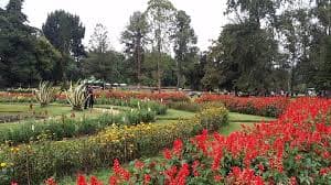Nuwara Eliya City Tour 10