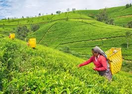 Nuwara Eliya City Tour 13