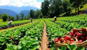 Nuwara Eliya City Tour 2