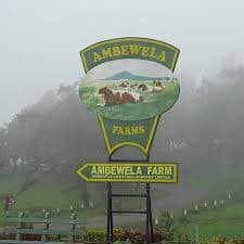 Nuwara Eliya City Tour 6
