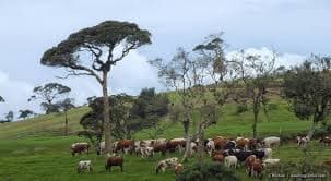 Nuwara Eliya City Tour 7