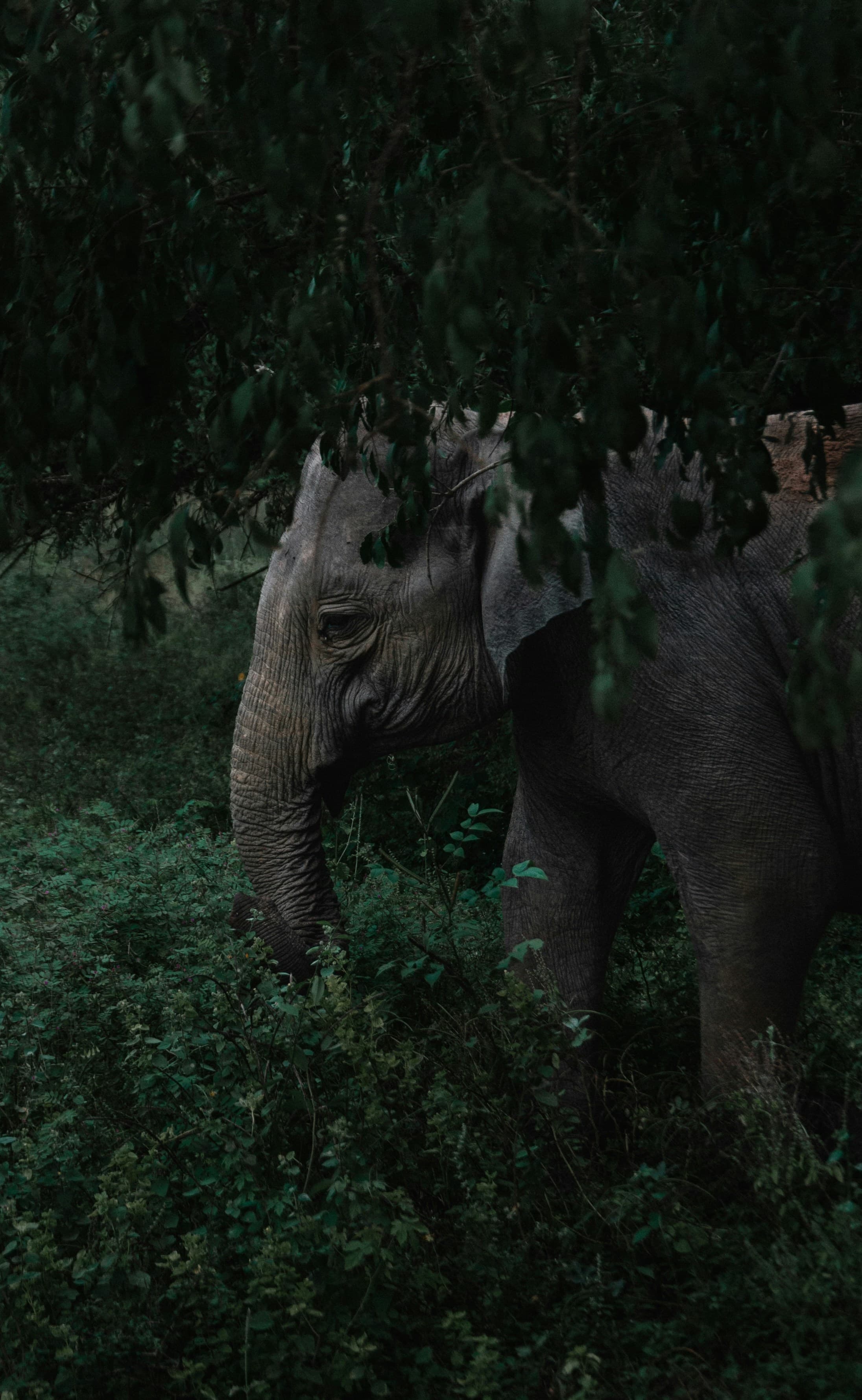 Yala Safari Tour 1