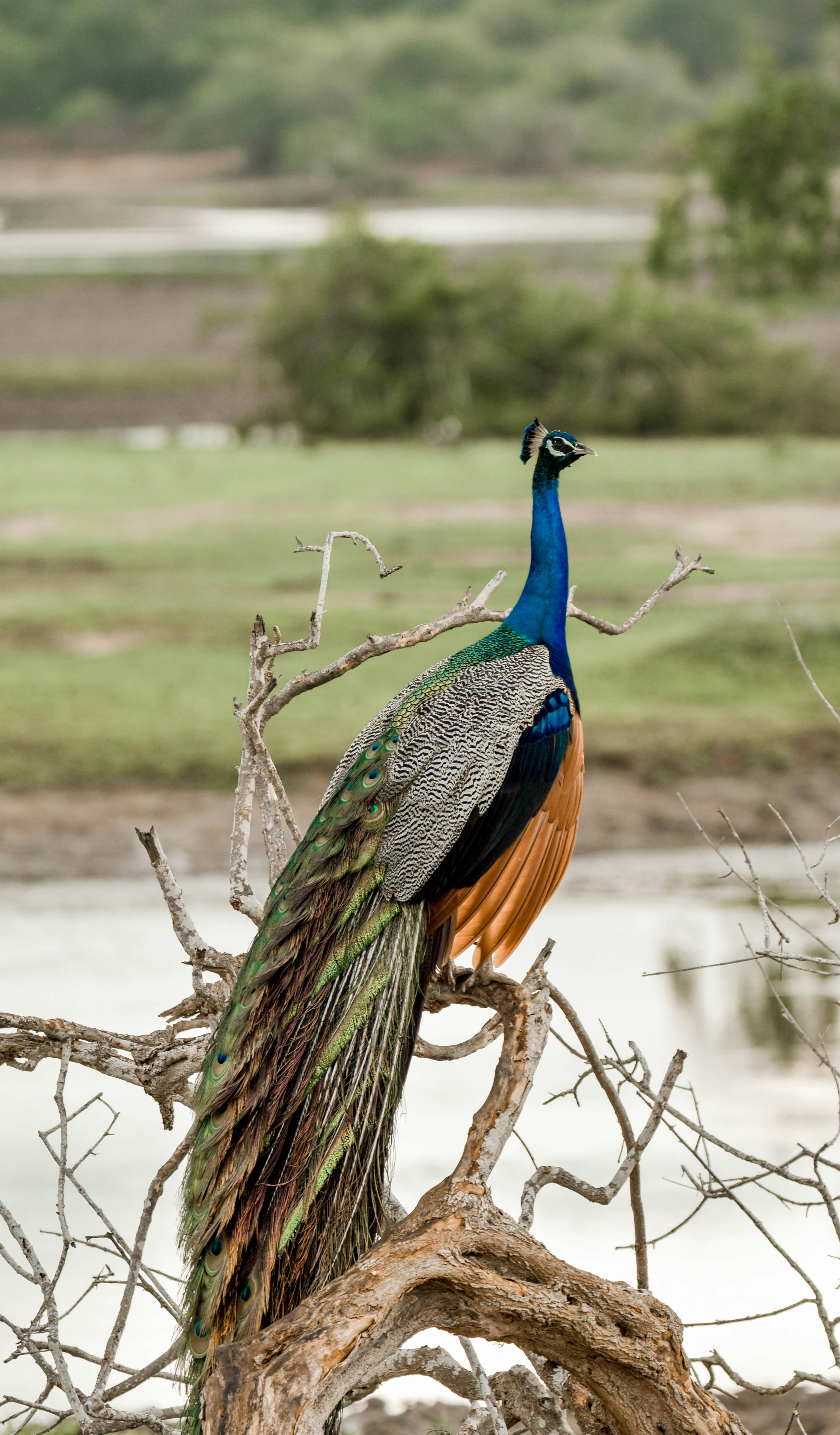 Yala Safari Tour 2