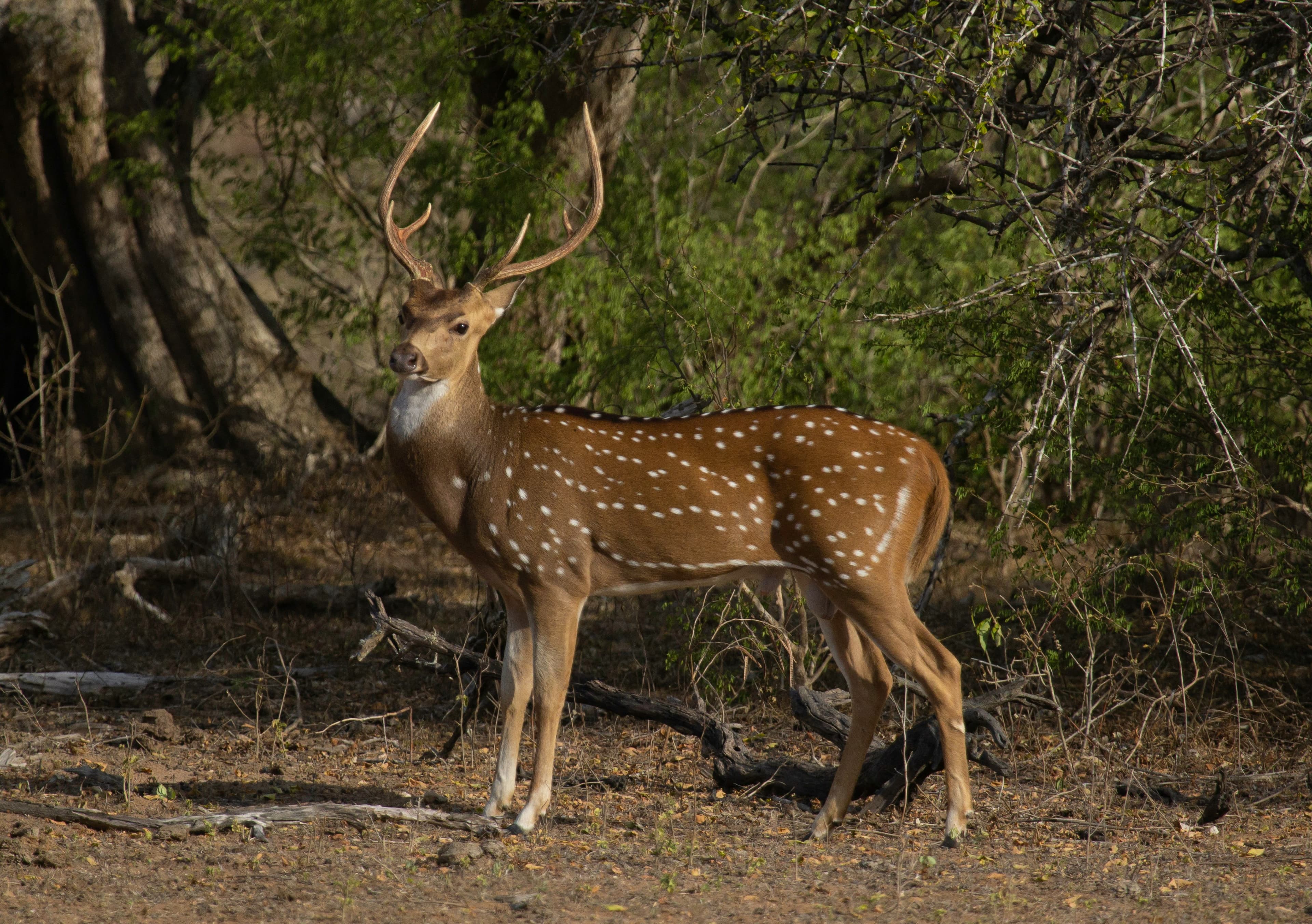 Yala Safari Tour 3