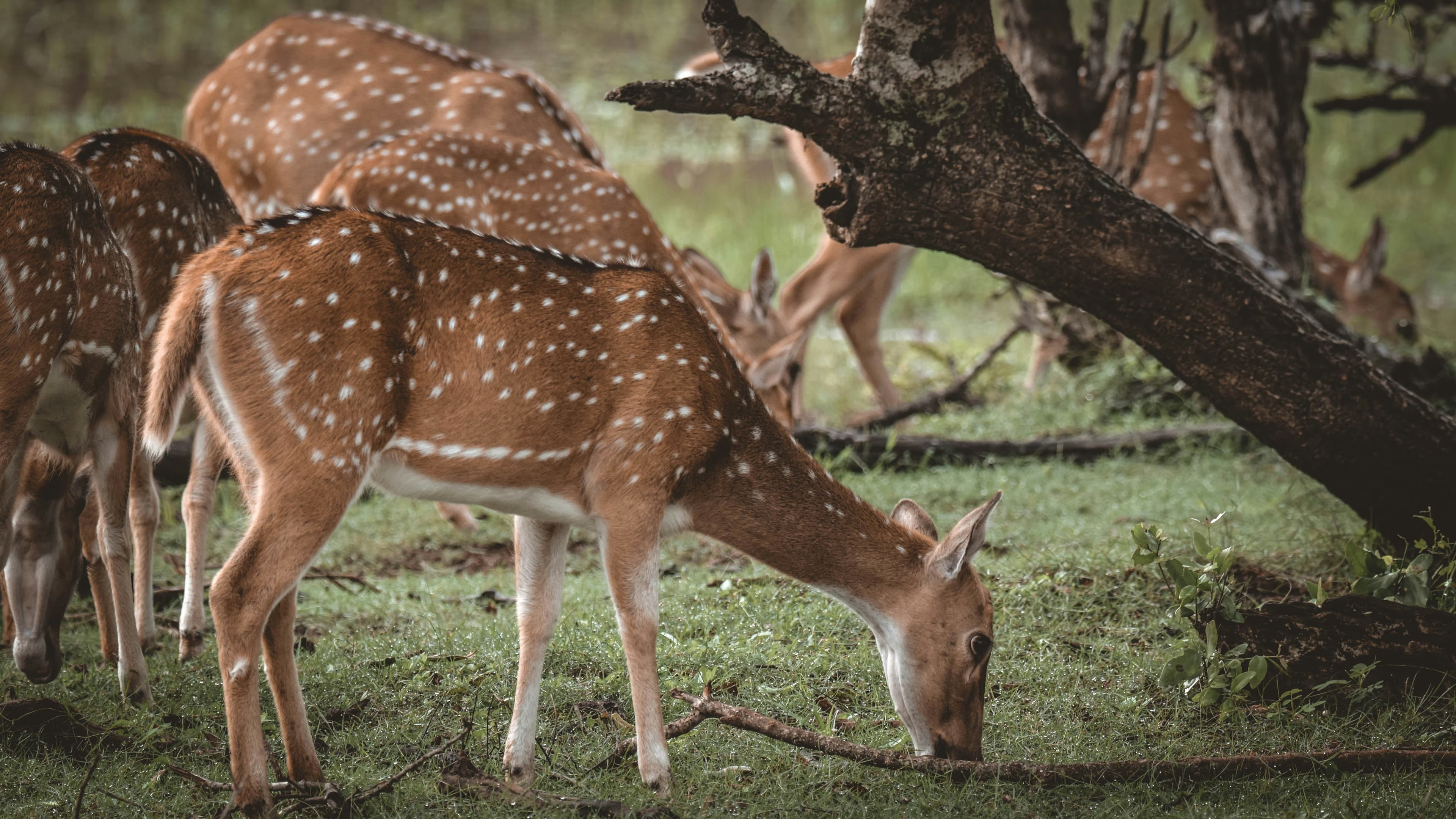 Yala Safari Tour 4