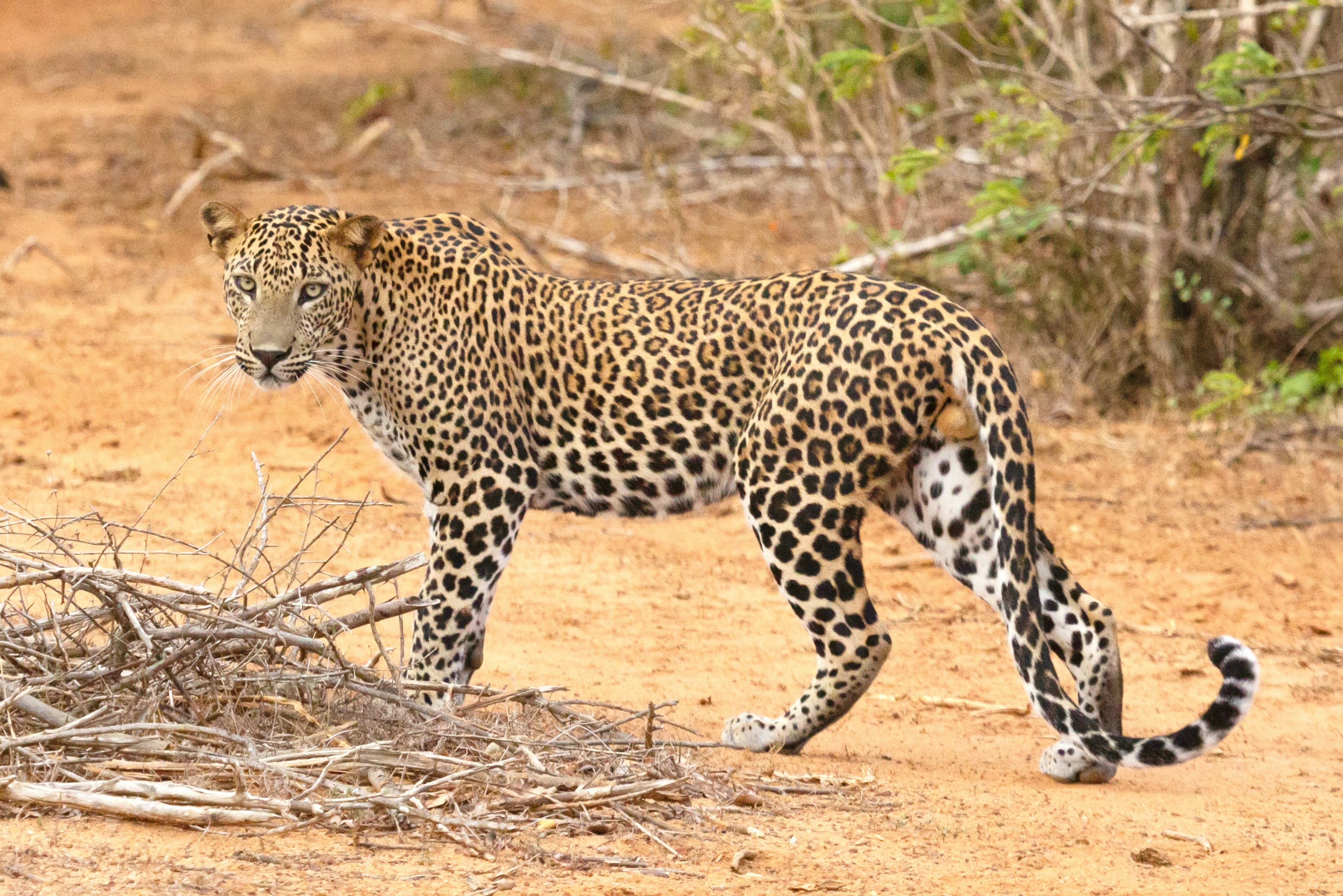 Yala Safari Tour 6