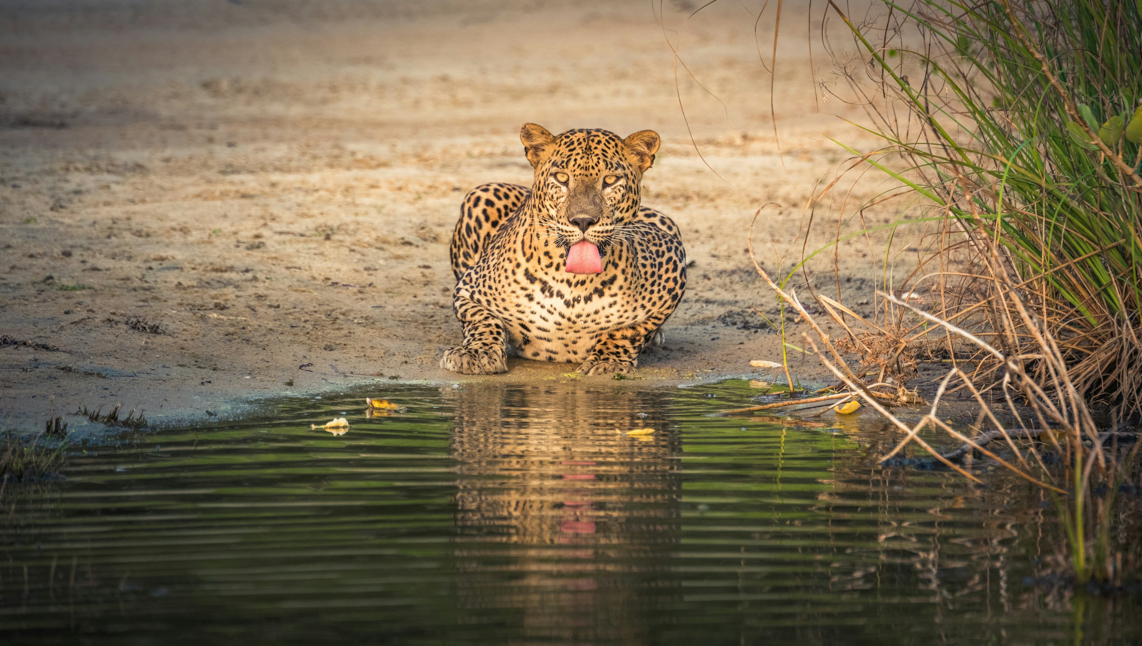 Yala Safari Tour 7