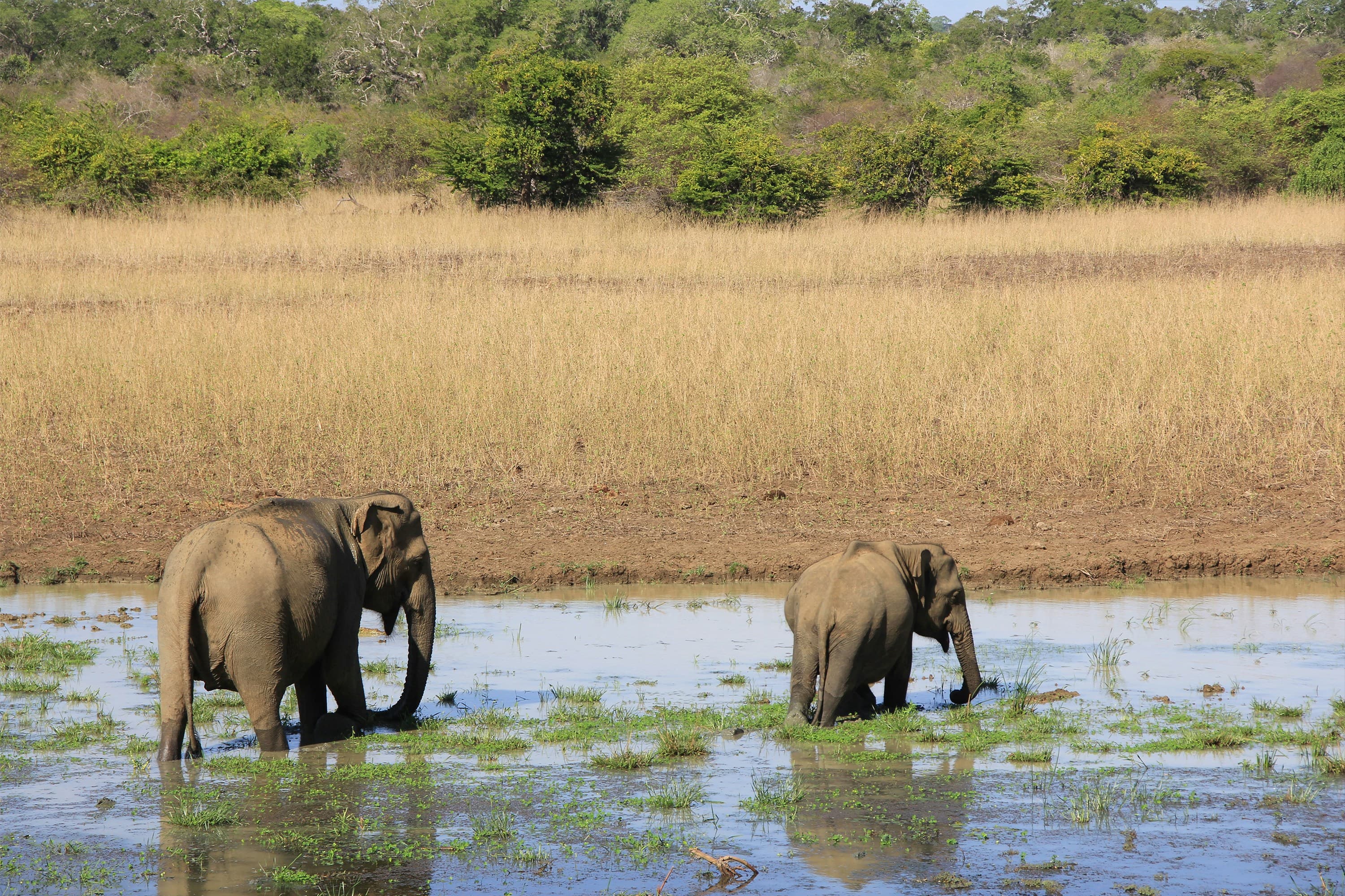 Yala Safari Tour